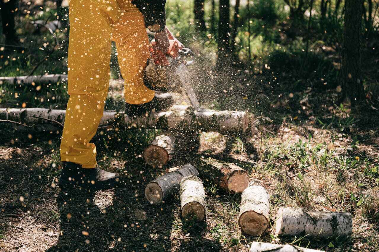 Best Palm Tree Trimming  in USA